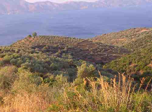 Aiolia Best Olive Oil Olives Agricultural Area in Greece