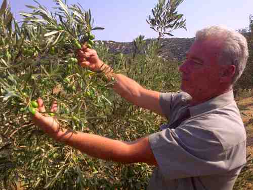 Aiolia Extra Virgin Olive Oil Olives Are Handpicked