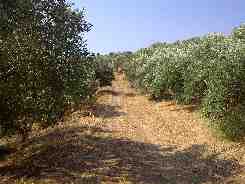 Aiolia Extra Virgin Olive Oil Trees Purest Agricultural Area